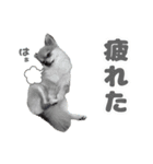 くぅたん② @qoothepomchi（個別スタンプ：7）