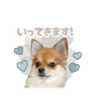 くぅたん② @qoothepomchi（個別スタンプ：8）