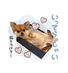 くぅたん② @qoothepomchi（個別スタンプ：9）