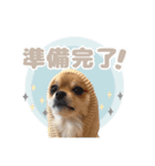 くぅたん② @qoothepomchi（個別スタンプ：10）