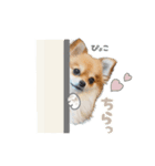 くぅたん② @qoothepomchi（個別スタンプ：11）