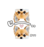 くぅたん② @qoothepomchi（個別スタンプ：12）