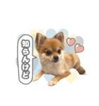 くぅたん② @qoothepomchi（個別スタンプ：16）