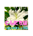 敬語でユリを添えて（個別スタンプ：2）