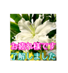 敬語でユリを添えて（個別スタンプ：5）