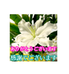 敬語でユリを添えて（個別スタンプ：8）