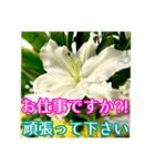 敬語でユリを添えて（個別スタンプ：12）