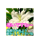 敬語でユリを添えて（個別スタンプ：16）