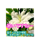 敬語でユリを添えて（個別スタンプ：17）