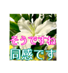 敬語でユリを添えて（個別スタンプ：18）