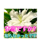 敬語でユリを添えて（個別スタンプ：20）