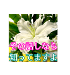 敬語でユリを添えて（個別スタンプ：22）