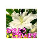 敬語でユリを添えて（個別スタンプ：23）