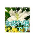 敬語でユリを添えて（個別スタンプ：35）