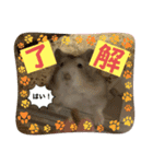 天使ん爛漫ハムスターきいちゃん2〜日常〜（個別スタンプ：4）