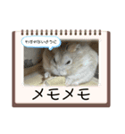 天使ん爛漫ハムスターきいちゃん2〜日常〜（個別スタンプ：7）
