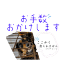 しっかりしてほしい晩寅さん。（個別スタンプ：11）