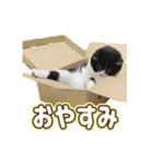 上からさぶろうスタンプ（個別スタンプ：40）