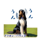 リアル犬種大図鑑（個別スタンプ：2）