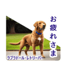 リアル犬種大図鑑（個別スタンプ：19）