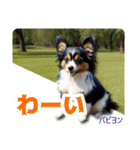 リアル犬種大図鑑（個別スタンプ：22）