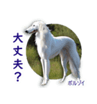 リアル犬種大図鑑（個別スタンプ：33）