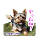 リアル犬種大図鑑（個別スタンプ：34）