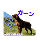 リアル犬種大図鑑（個別スタンプ：36）