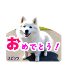 リアル犬種大図鑑（個別スタンプ：37）