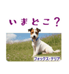 リアル犬種大図鑑（個別スタンプ：39）