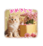 猫好きさんに♡イベント～日常☆年中使える（個別スタンプ：22）