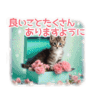 猫好きさんに♡イベント～日常☆年中使える（個別スタンプ：27）