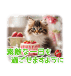 猫好きさんに♡イベント～日常☆年中使える（個別スタンプ：29）