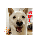 オラ、しんのすけ ①（個別スタンプ：1）