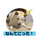 オラ、しんのすけ ①（個別スタンプ：3）