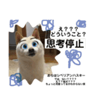 オラ、しんのすけ ①（個別スタンプ：4）