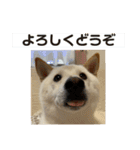 オラ、しんのすけ ①（個別スタンプ：6）
