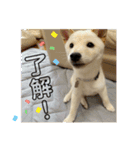 オラ、しんのすけ ①（個別スタンプ：9）