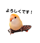 コザクラインコの『プリン』スタンプ（個別スタンプ：1）