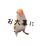 コザクラインコの『プリン』スタンプ（個別スタンプ：8）