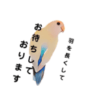 コザクラインコの『プリン』スタンプ（個別スタンプ：10）