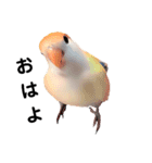 コザクラインコの『プリン』スタンプ（個別スタンプ：11）