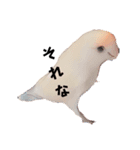 コザクラインコの『プリン』スタンプ（個別スタンプ：13）