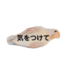 コザクラインコの『プリン』スタンプ（個別スタンプ：16）