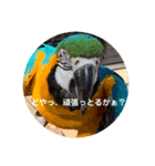 おーさかどーぶつ園。（個別スタンプ：5）