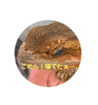 おーさかどーぶつ園。（個別スタンプ：8）