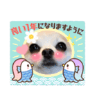 チワワのまめすけスタンプ2（個別スタンプ：10）