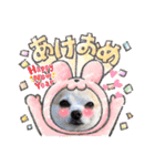 チワワのまめすけスタンプ2（個別スタンプ：12）
