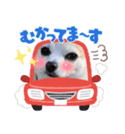 チワワのまめすけスタンプ2（個別スタンプ：22）