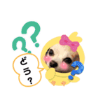 チワワのまめすけスタンプ2（個別スタンプ：23）